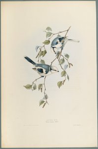 Lasurmeise von John Gould