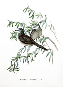 Friedliche Taube, Vögel aus Australien, Gravur aus dem Buch von John Gould (1804-1881) "Tropical Birds" von John Gould