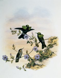 Pfauen-Coquette (Lophornis pavoninus), Stich aus Monographie der Trochilidae oder Kolibris (1849-1861), von John Gould (1804-1881), Vereinigtes Königreich