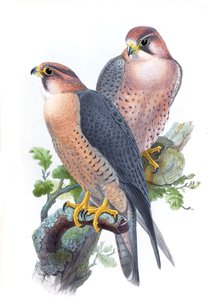 Wanderfalke, (Rotkappenfalke) Falco peregrinus babylonicus Sclater
