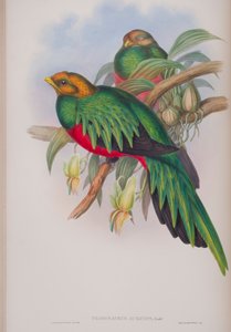 Pharomacrus Auriceps, Tafel aus Die Vögel von Großbritannien von John Gould, veröffentlicht 1862-73