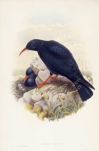 Alpendohle, Gravur von John Gould