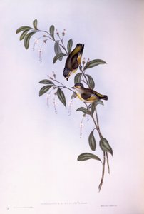 Rotbrauen-Pardalote (Pardalotus rubricatus)