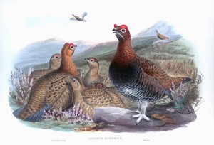 Schottisches Moorschneehuhn (Lagopus lagopus scotica) von John Gould