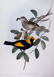 Regent-Laubenvogel (Sericulus chrysocephalus), Gravur aus Birds of Australia von John Gould