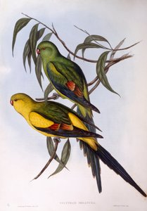 Regentpapagei (Polytelis anthopeplus)