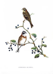 Rustikammerammer, Vögel aus Asien (China und Japan), Gravur aus dem Buch von John Gould (1804-1881) "Tropische Vögel" von John Gould
