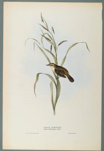Salicaria Phragmatis: Schilfrohrsänger von John Gould
