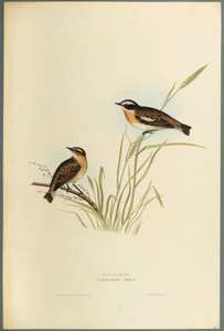 Braunkehlchen von John Gould
