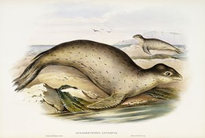 Seeleopard