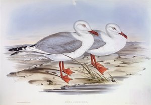 Silbermöwe (Larus novaehollandiae) von John Gould