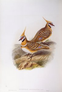 Spinifex-Taube (Lophophaps oder Geophaps plumifera leucogaster)