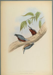 Kastanienbauchkleiber von John Gould