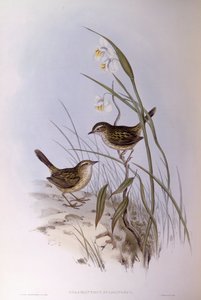 Strichelgrasmücke (Calamanthus fuliginosus), Gravur von John Gould