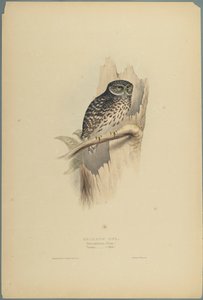 Waldkauz von John Gould