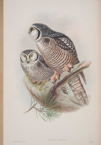 Surnia Funerea, Tafel aus The Birds of Great Britain von John Gould, veröffentlicht 1862-73