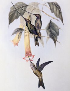 Schwertschnabelkolibri (Docimastes ensiferus) von John Gould