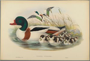 Brandgans von John Gould
