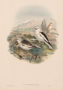 Die Vögel von Großbritannien: Plestrophanes nivalis von John Gould