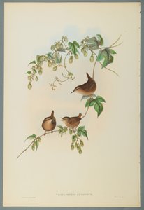 Zaunkönig von John Gould