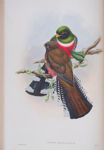 Trogon Mexicanus, Tafel aus Die Vögel von Großbritannien von John Gould, veröffentlicht 1862-73 von John Gould