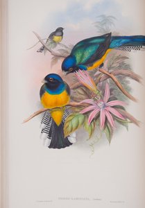 Trogon Ramoniana, Tafel aus Die Vögel von Großbritannien von John Gould, veröffentlicht 1862-73