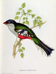 Trogon Temnurus aus 