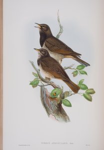 Turdis Atrogularis, Tafel aus Die Vögel von Großbritannien von John Gould, veröffentlicht 1862-73 von John Gould