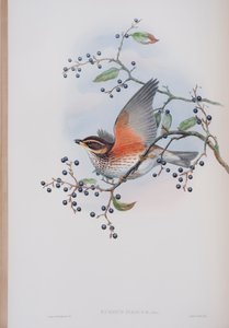 Turdus Illacus, Tafel aus Die Vögel von Großbritannien von John Gould, veröffentlicht 1862-73