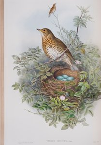 Turdus Musicus, Tafel aus Die Vögel von Großbritannien von John Gould, veröffentlicht 1862-73 von John Gould