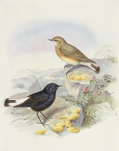 Variable Steinschmätzer (Oenanthe picata), Gravur von John Gould
