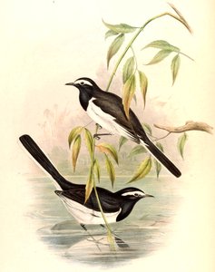 Weißbrauenbachstelze (Große Bachstelze) Motacilla maderaspatensis Gmelin von John Gould