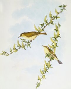 Fitis (Phylloscopus trochilus), Gravur von John Gould