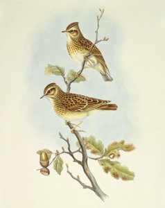Heidelerche (Lullula arborea), Gravur von John Gould