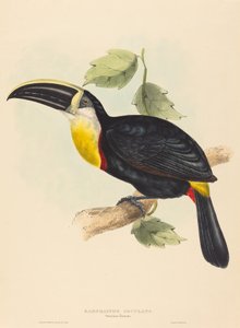 Küssender Tukan (Ramphastos osculans)