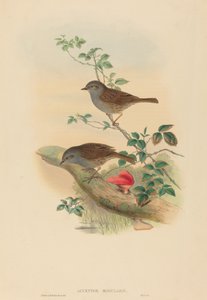 Heckenbraunelle (Dunnock) von John Gould and H.C. Richter