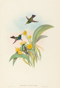 Damophila amabilis (Blaubrustkolibri) von John Gould and H.C. Richter