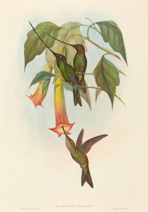 Docimastes ensiferus (Schwertschnabelkolibri) von John Gould and H.C. Richter