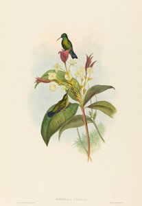 Eucephala caerulea (Blaukehlsaphir) von John Gould and H.C. Richter