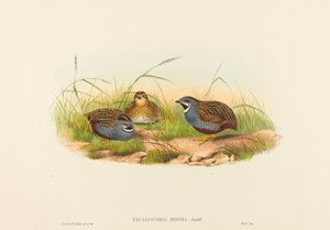 Excalftoria minima (Blaubrustwachtel)