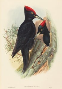 Schwarzspecht (Dryocopus martius)
