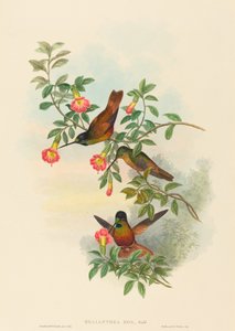 Helianthea eos (Goldener Sternfrontlet)
