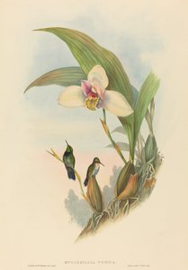 Myiabeillia typica (Abeilles Kolibri) von John Gould and H.C. Richter