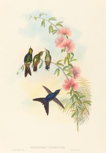 Ramphomicron microrhyncha (Kleinbilled-Dornschwanz) von John Gould and H.C. Richter