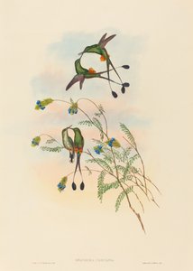Spathura peruana (Peruanischer Racket-Tail)