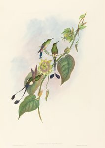 Spathura underwoodi (Weißfüßiger Racketenschwanz) von John Gould and H.C. Richter