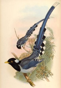 Gelbschnabelblaumagpie Urocissa flavirostris (Blyth) von John Gould and Henry C. Richter
