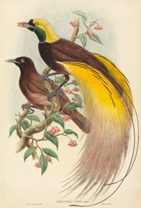 Paradiesvogel (Paradisea apoda) von John Gould and W. Hart