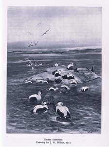 Eiderenten beim Balzen, Natur in Großbritannien veröffentlicht von Collins, 1946