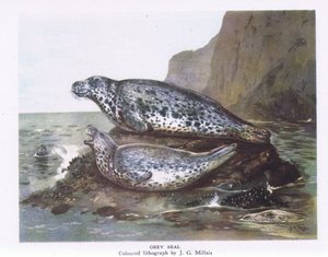 Kegelrobben, Natur in Großbritannien veröffentlicht von Collins, 1946